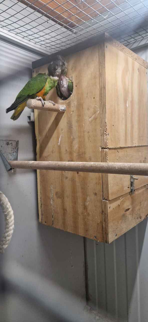 Koppel Senegal papegaai (bonte boer)