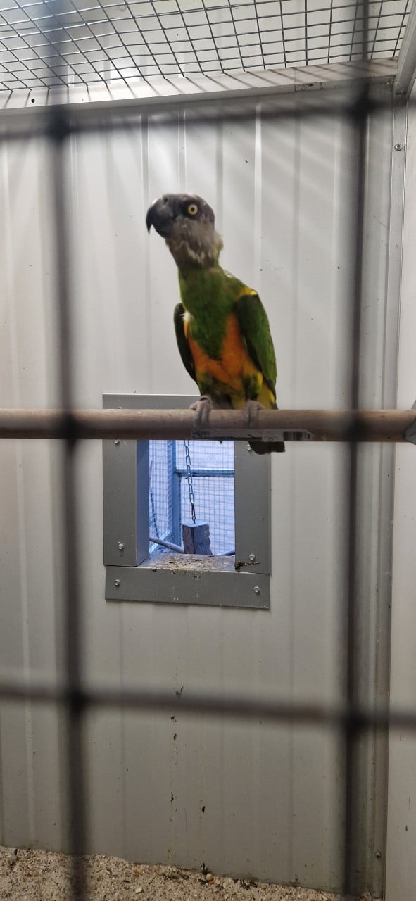 Koppel Senegal papegaai (bonte boer)