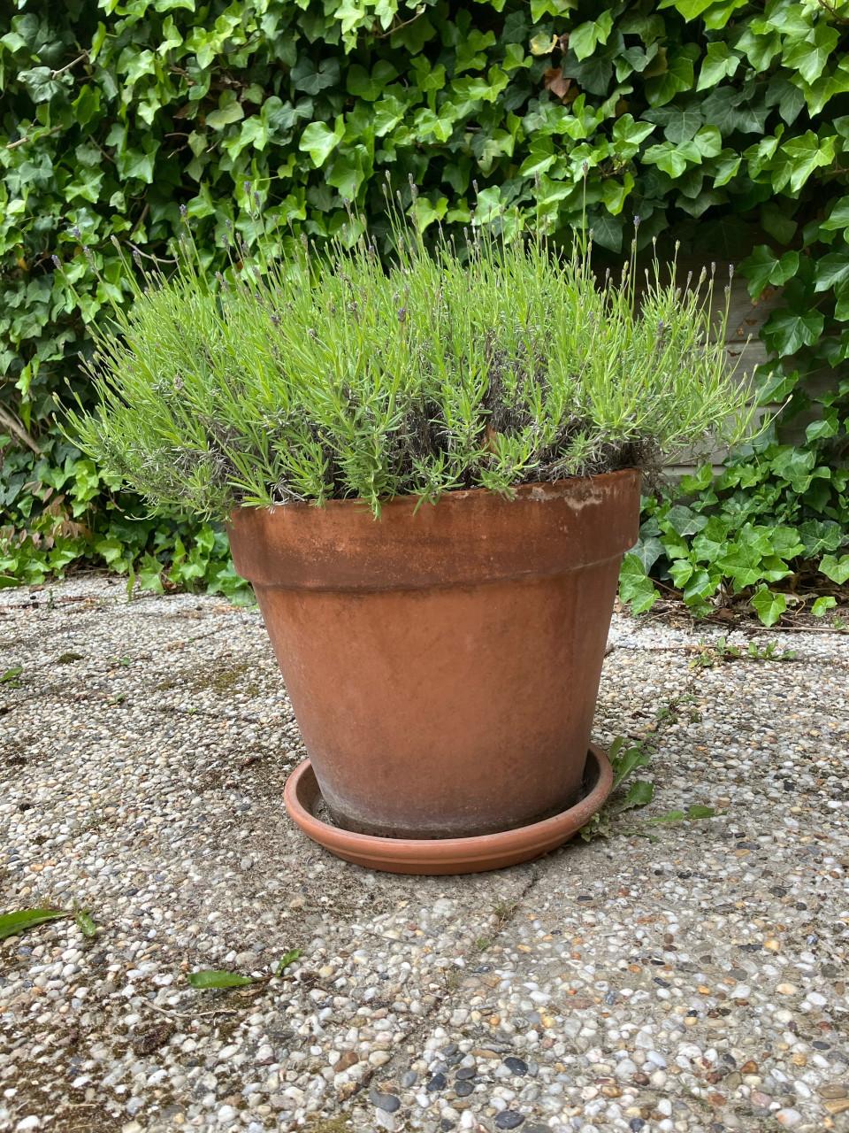 Grote echte lavendel ( vaste plant ) in grote terra cotta pot met schaal