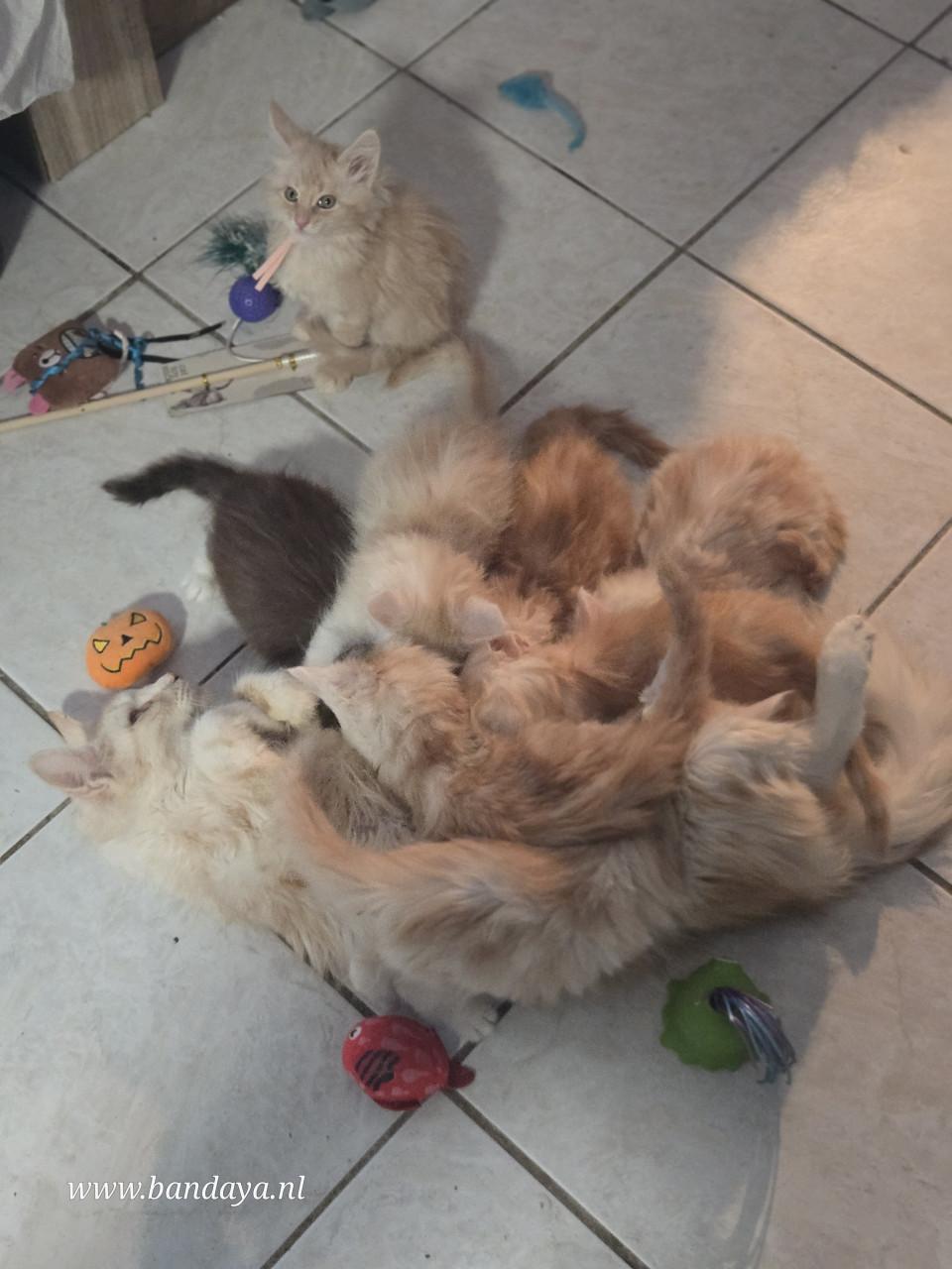 Mega mooie maine coon kittens met stamboom