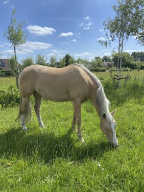 5- jarige Palomino PRE merrie