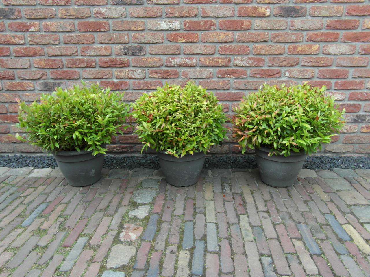 Drie 'Zeblid' in pot
