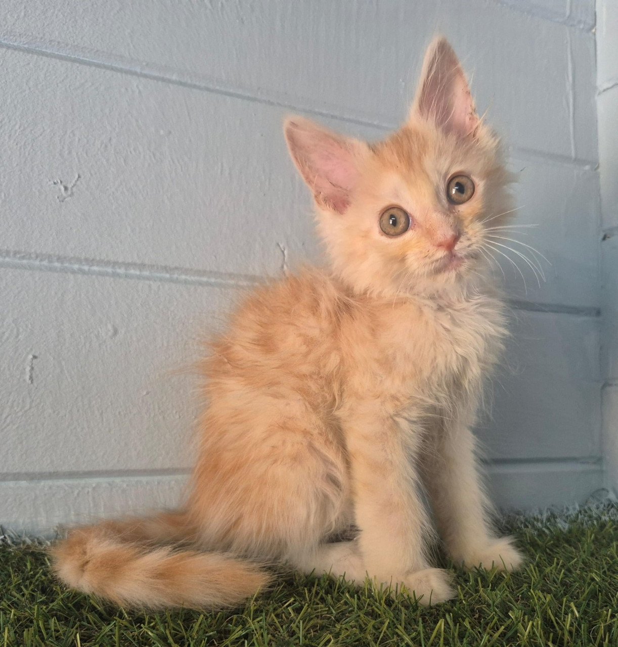 3 rode maine coon katertjes