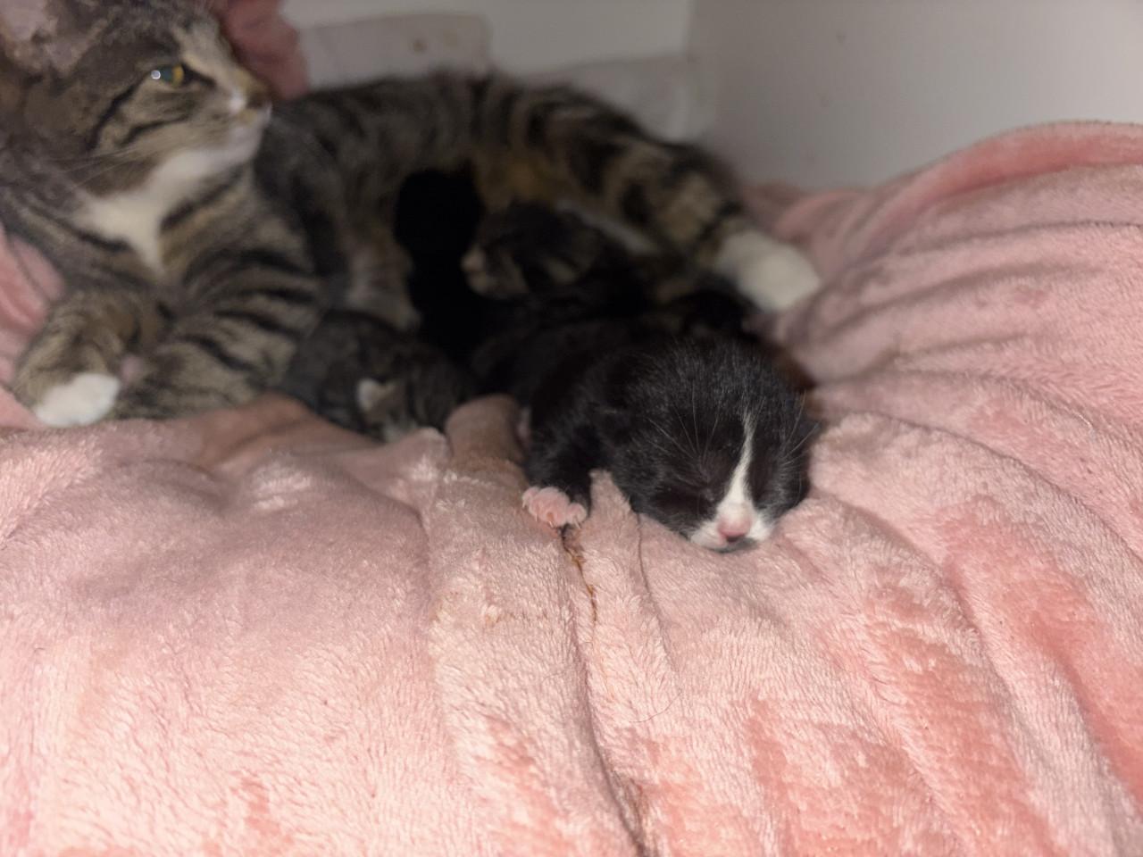 Kittens zoeken gouden mandje 🤩❤️😸