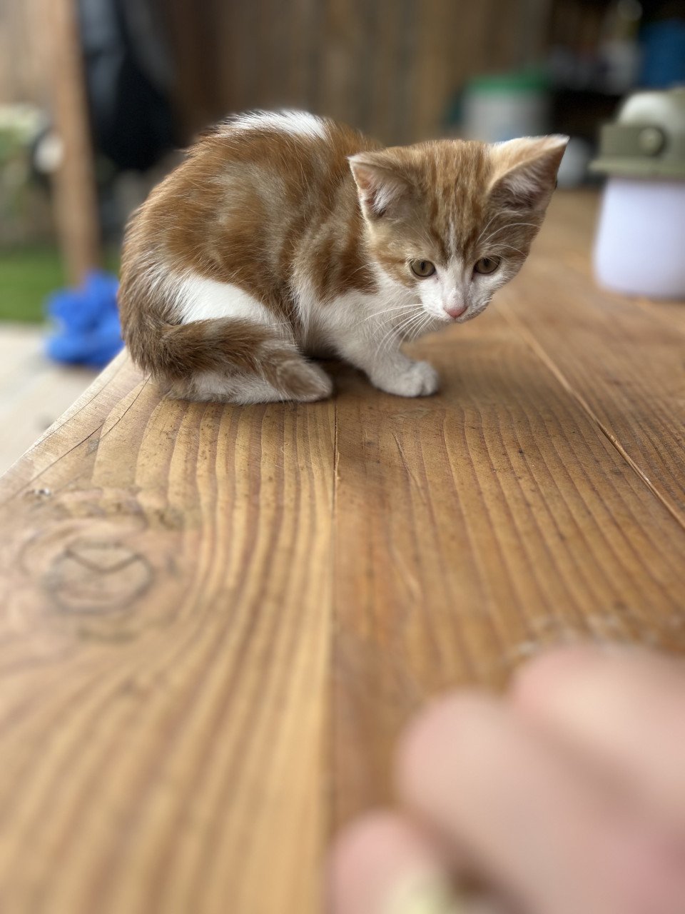 Kitten