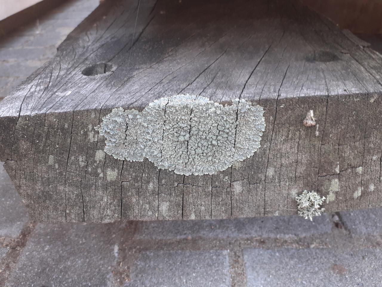 2 grote dikke hardhouten balken 389 x 23 x 8 voor 50 euro