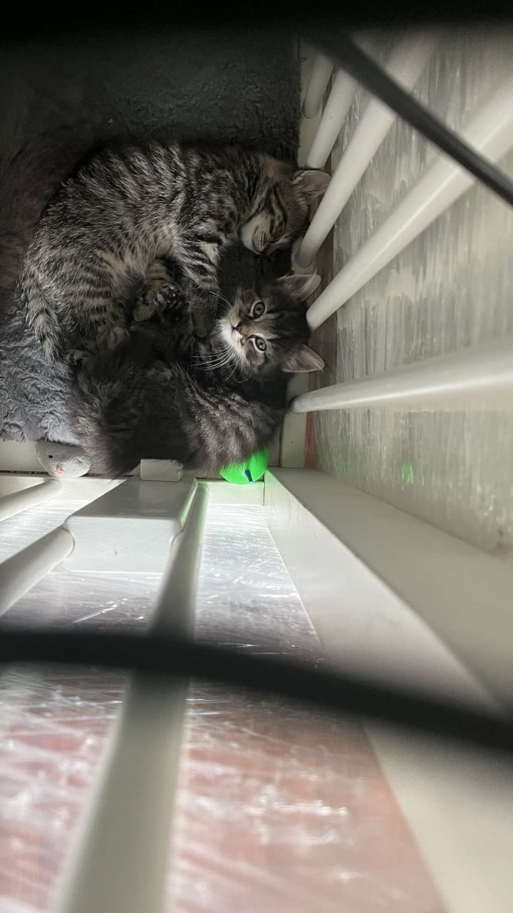 Kittens