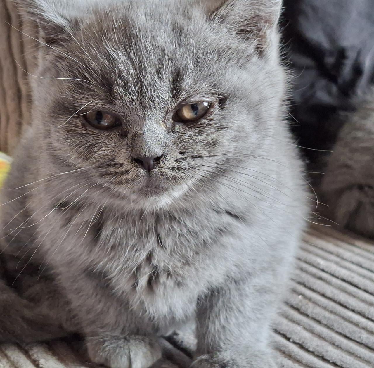Lieve britse korthaar kittens zoeken een goed huisje