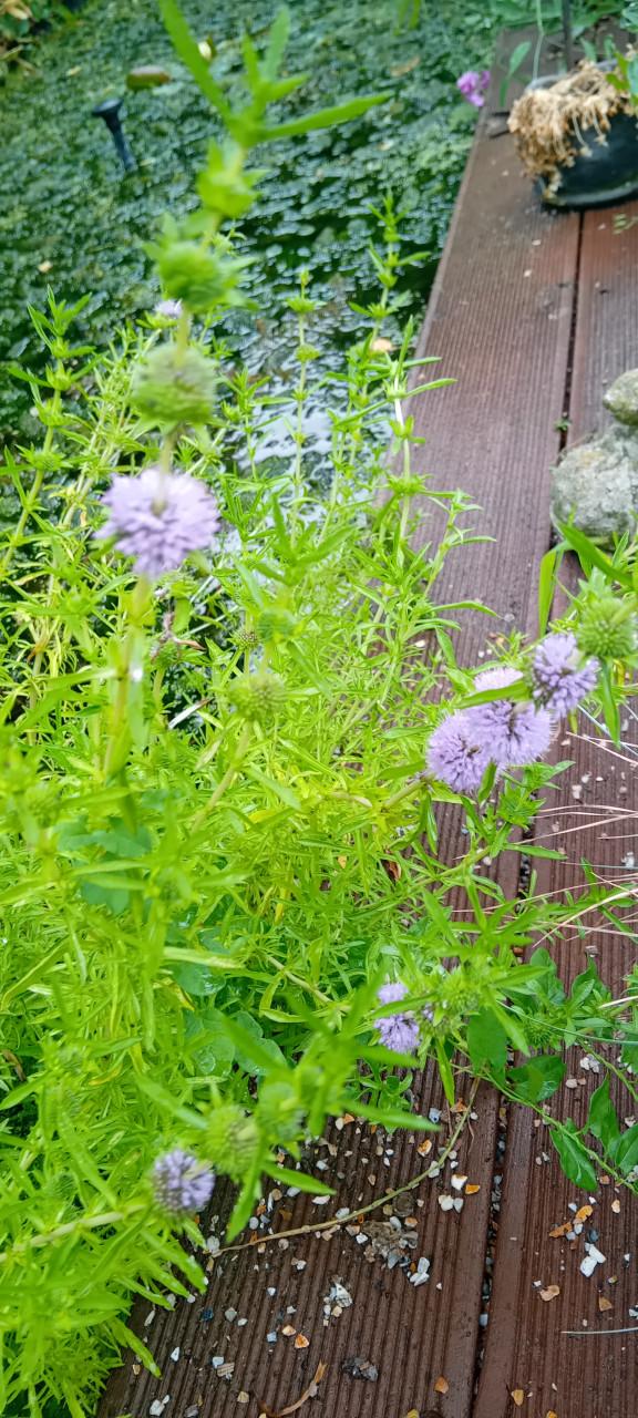 Verse zuurstofplanten! (Hoornblad)