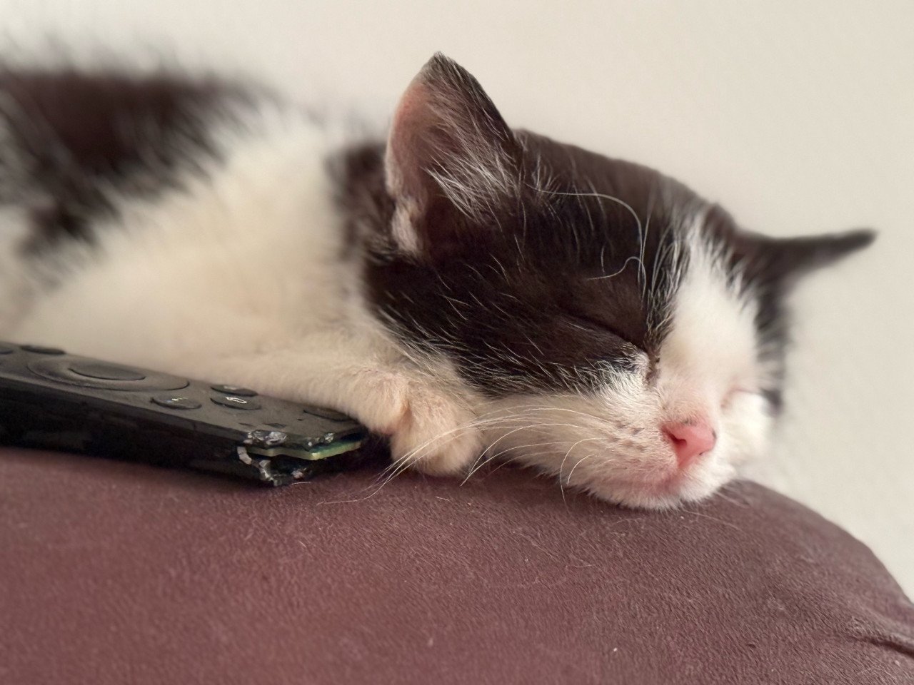 Kitten