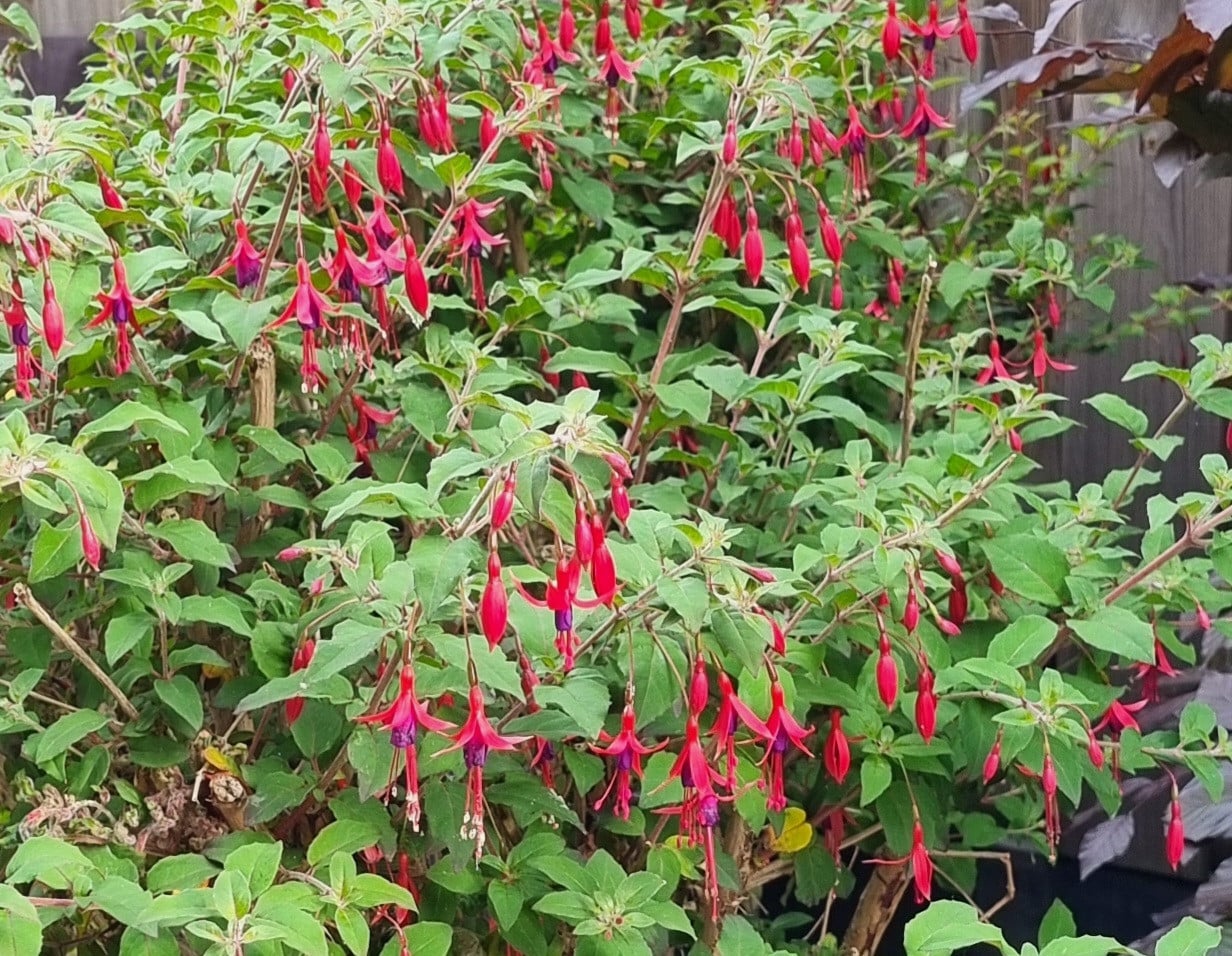Fuchsia