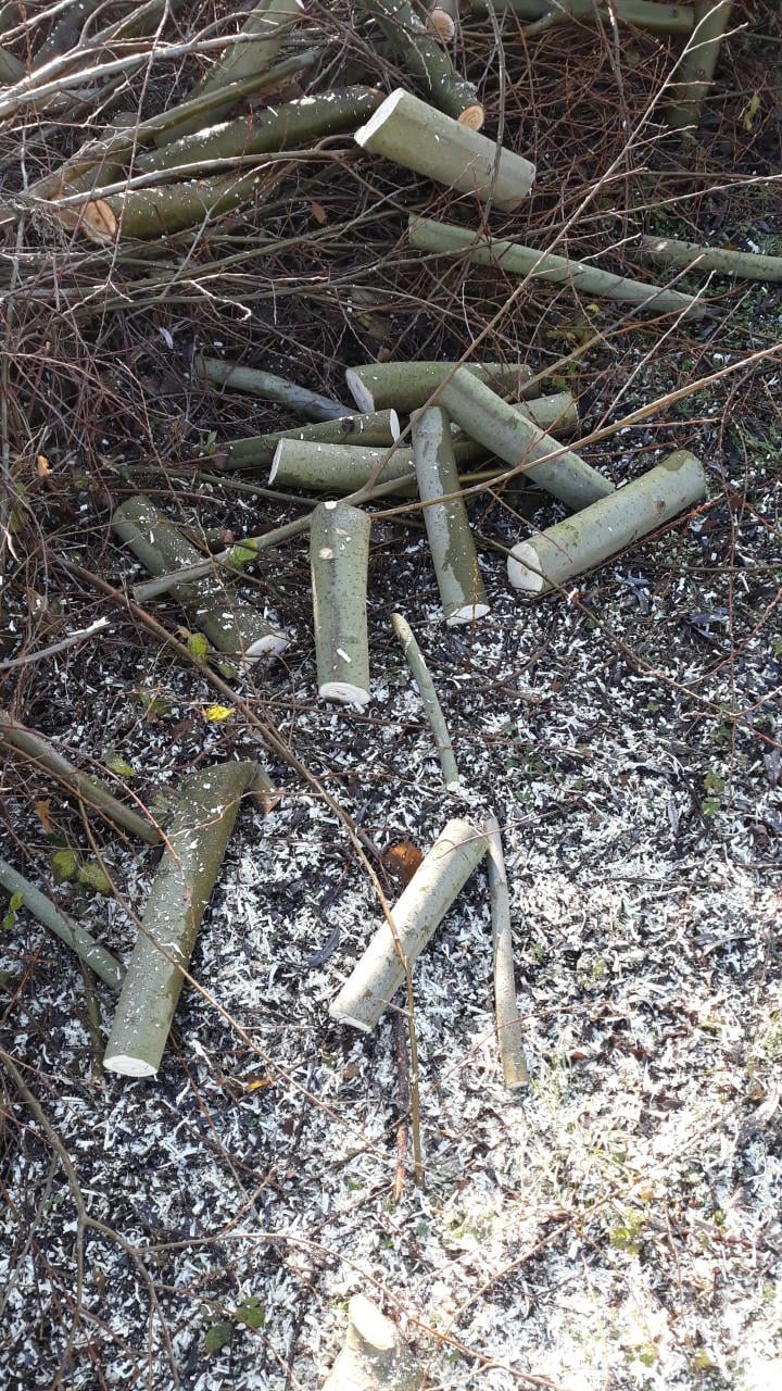 Haardhout. (Wilgenhout)