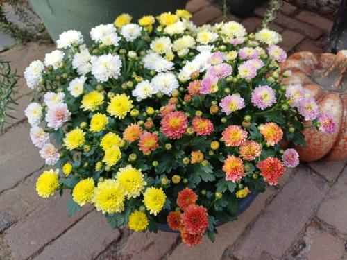 AANBIEDING: Prachtige SCHAAL met HERFST Chrysant, NU 10,-