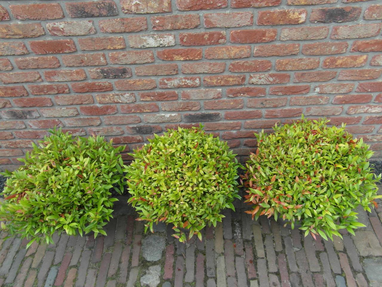 Drie 'Zeblid' in pot