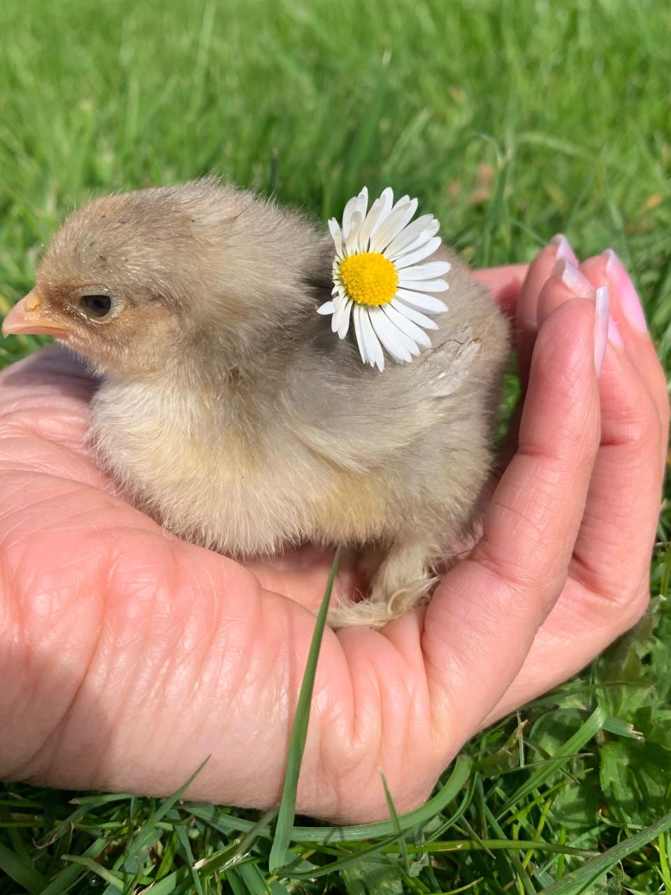 Lieve kuikentjes 🐣