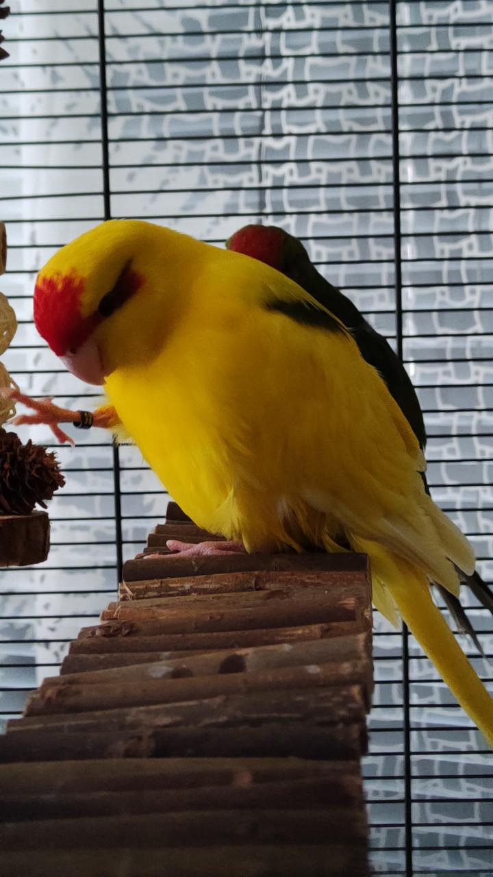 GEVRAAGD !!!! Broedrijpe Kakariki pop