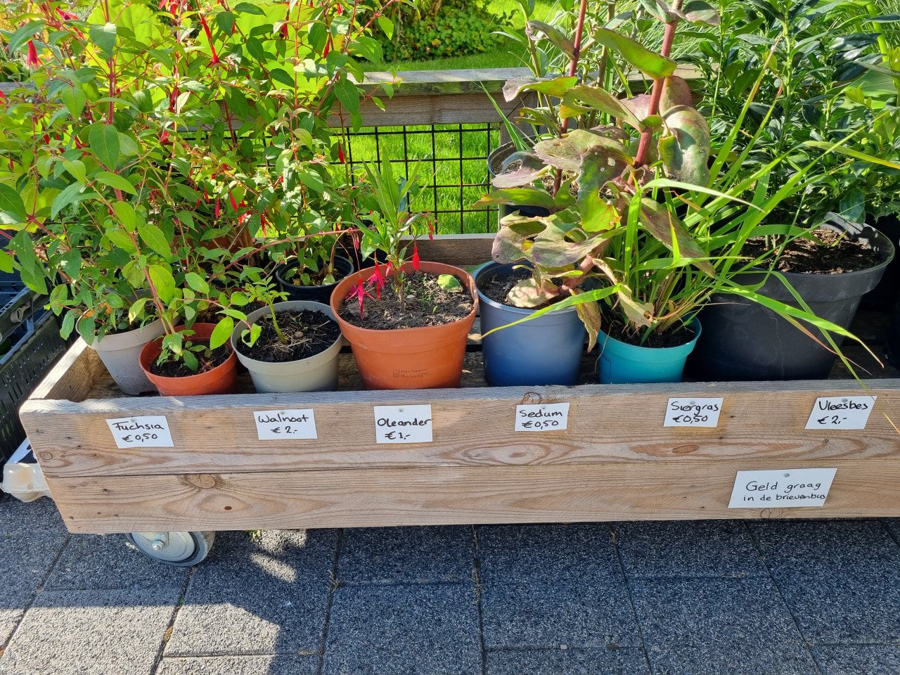 Diverse planten (op de oprit)