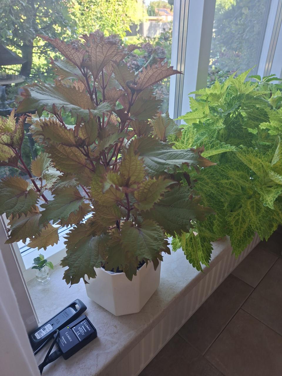 4 finke siernetels