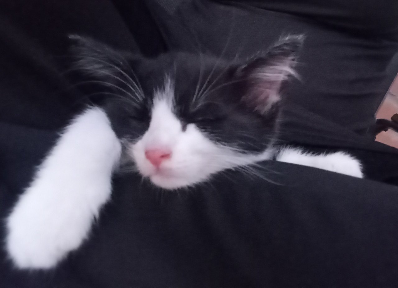 Kittens half langhaar zwart-wit