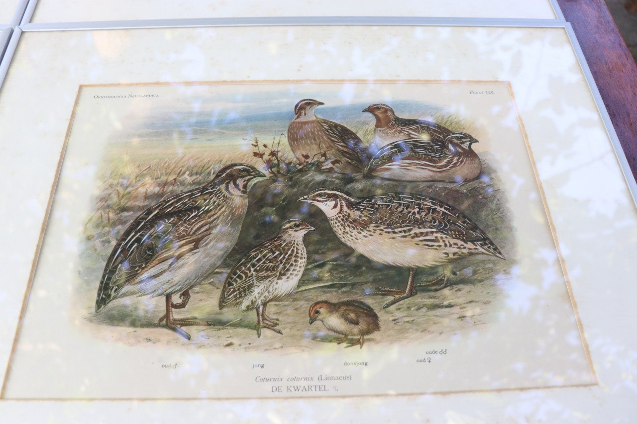 ZEER OUDE VOGELPLATEN