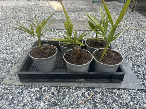 Trachycarpus Fortunei palmen