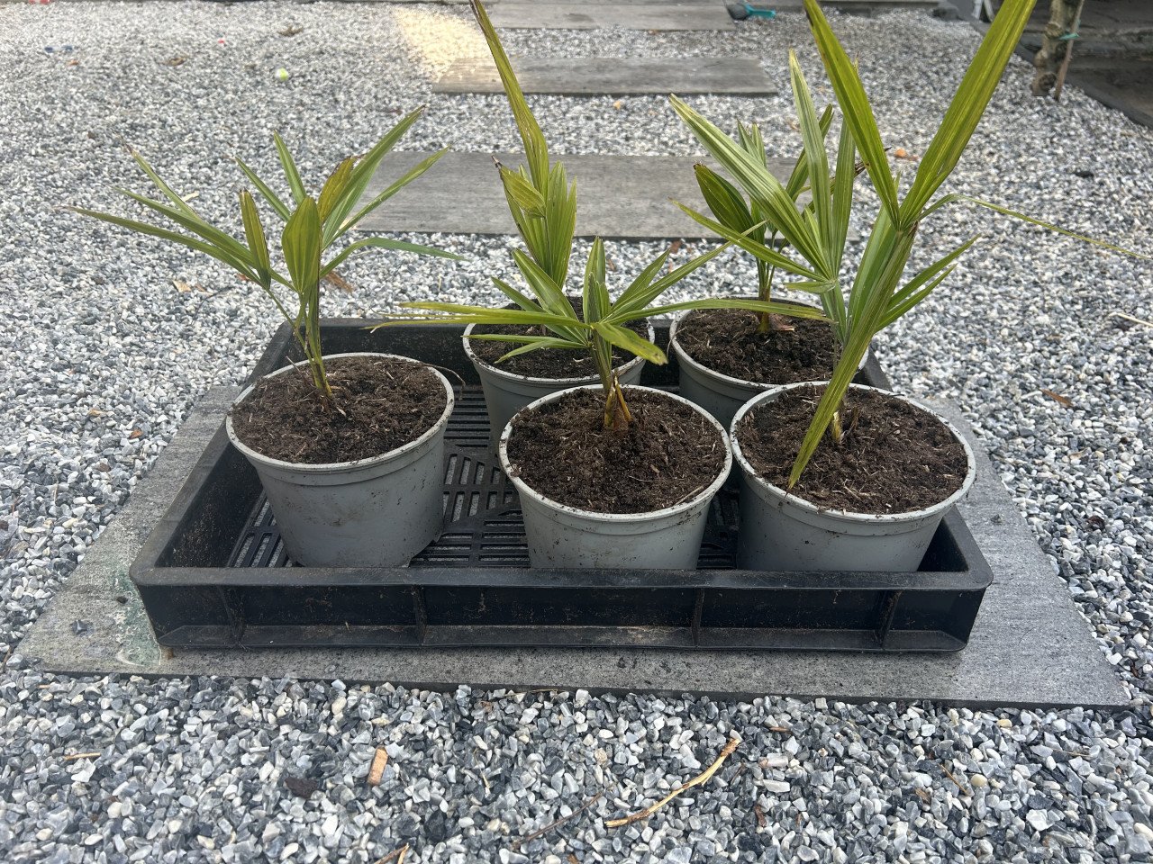 Trachycarpus Fortunei palmen