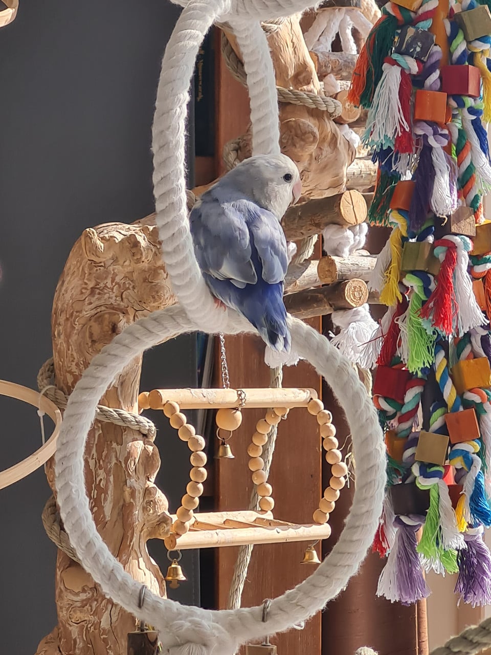 Agapornis Roseicollis