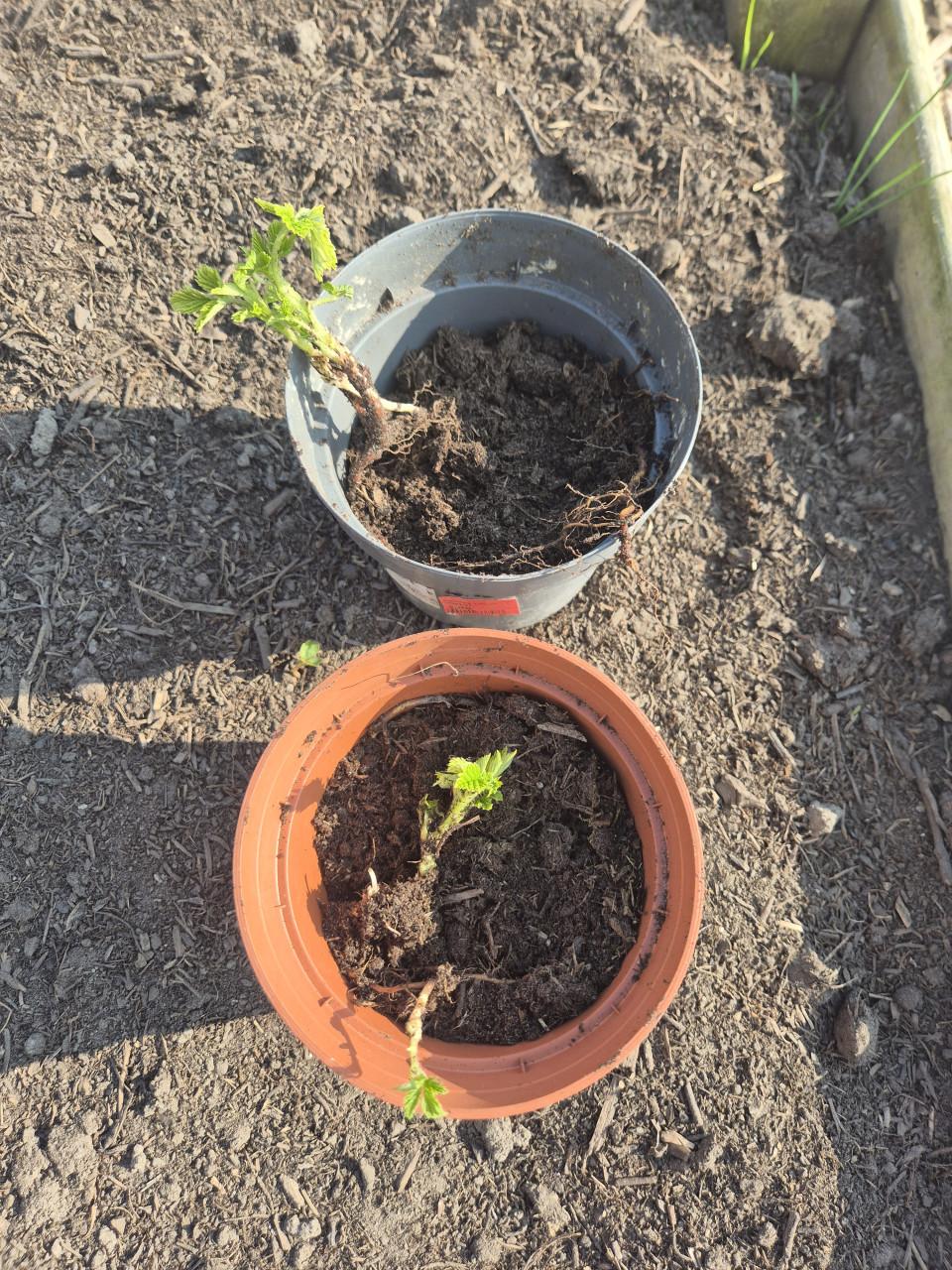 Stekjes gele framboos