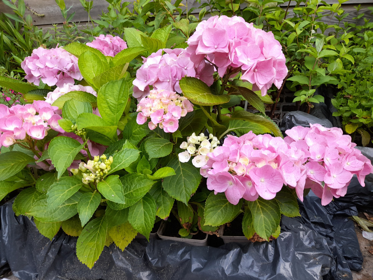 Hortensia, klimhortensia, Hortensia Annabelle