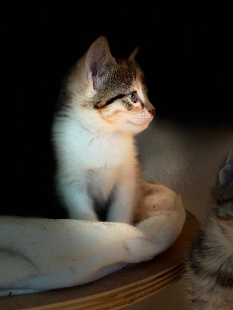 Prachtige kittens