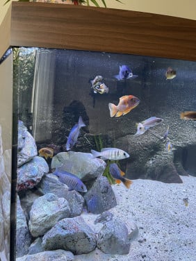 Fraai Juwel Vision 450 aquarium met Malawi biotoop