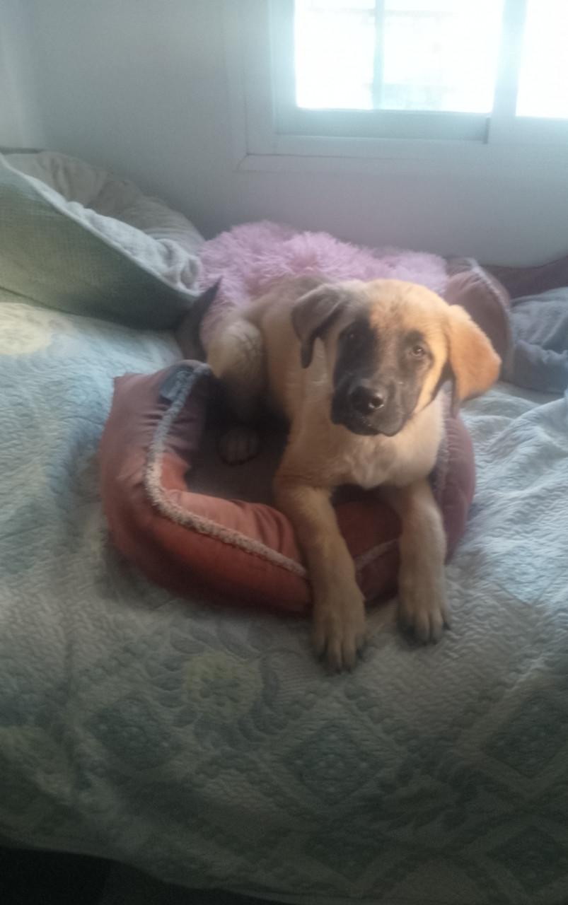 Alora Dog Rescue: Bailey, deze lieverd zoekt een baasje