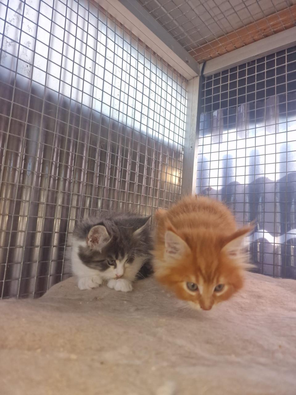 Te koop mooie Maine Coons katertjes