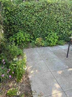 Oud Hollandse terrastegels, 60x60x5 cm, 12 stuks