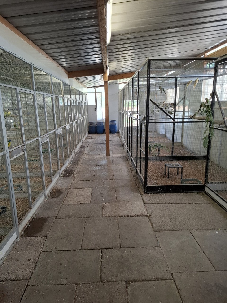 Allerlei kanarie`s en andere tropen.