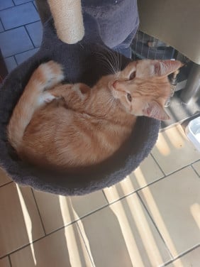 Rode kittens moederpoes meincoen