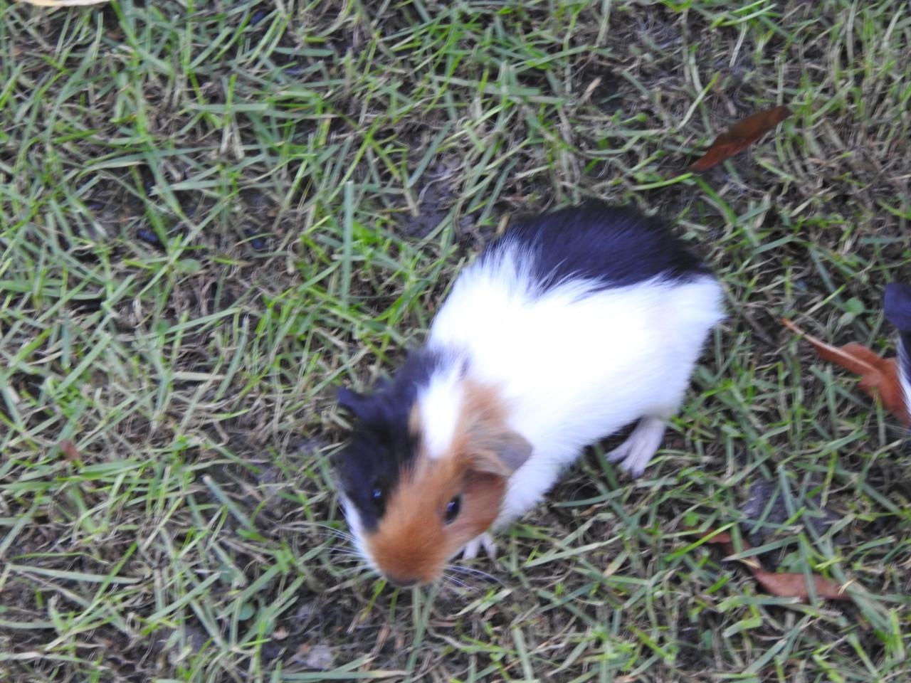 Cavia Zeug