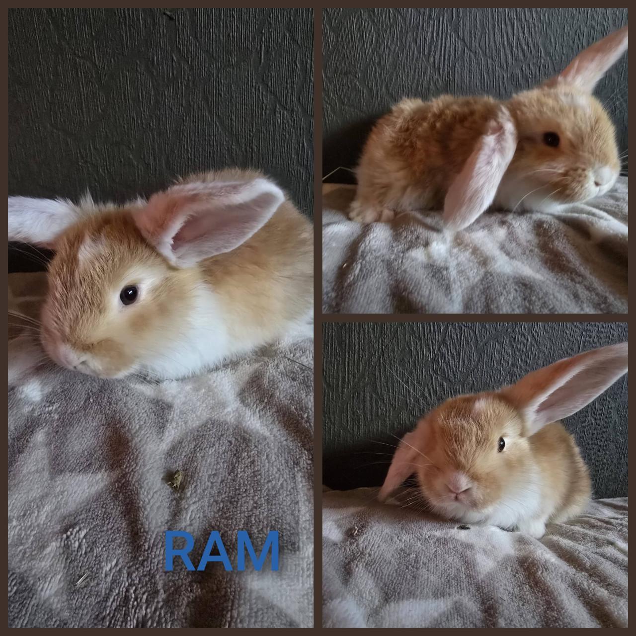 Lieve fransje hangoren