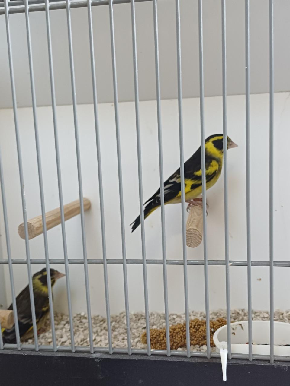 Koppel himalaya groenlingen