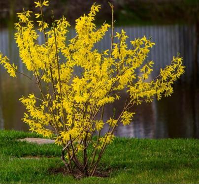 Forsythia , Engelsklokje