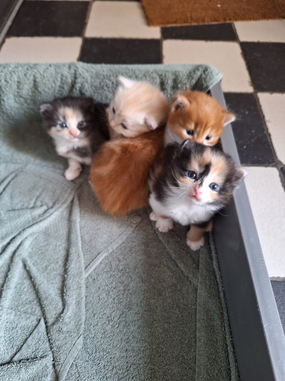Kittens