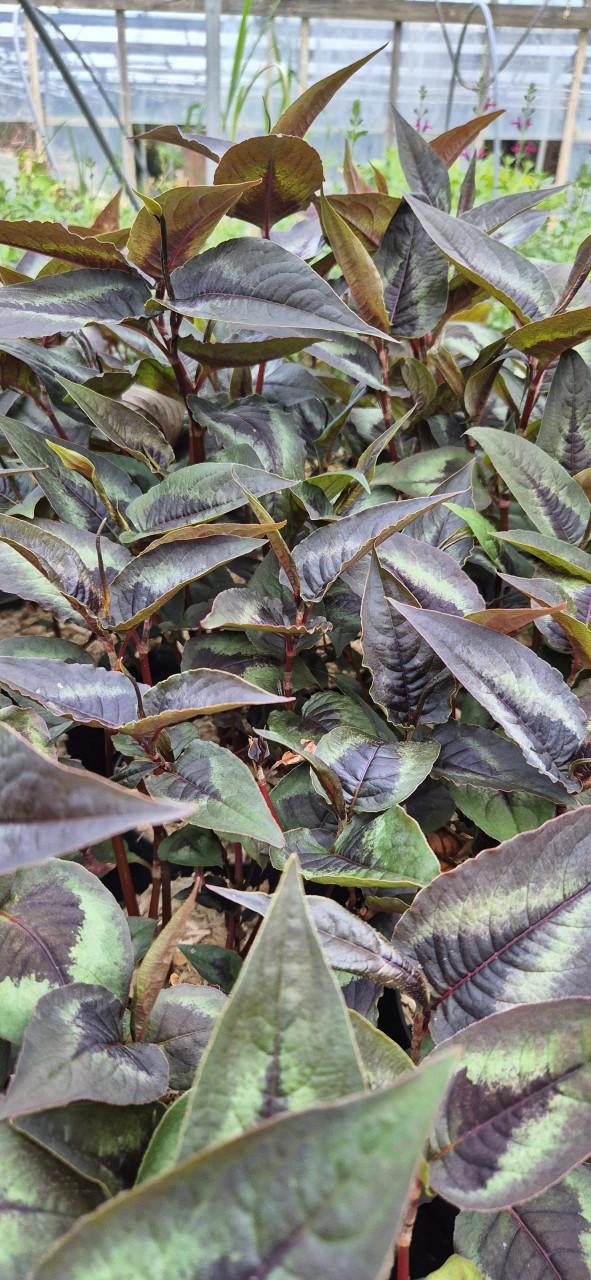 Vaste planten 2 literpot bio