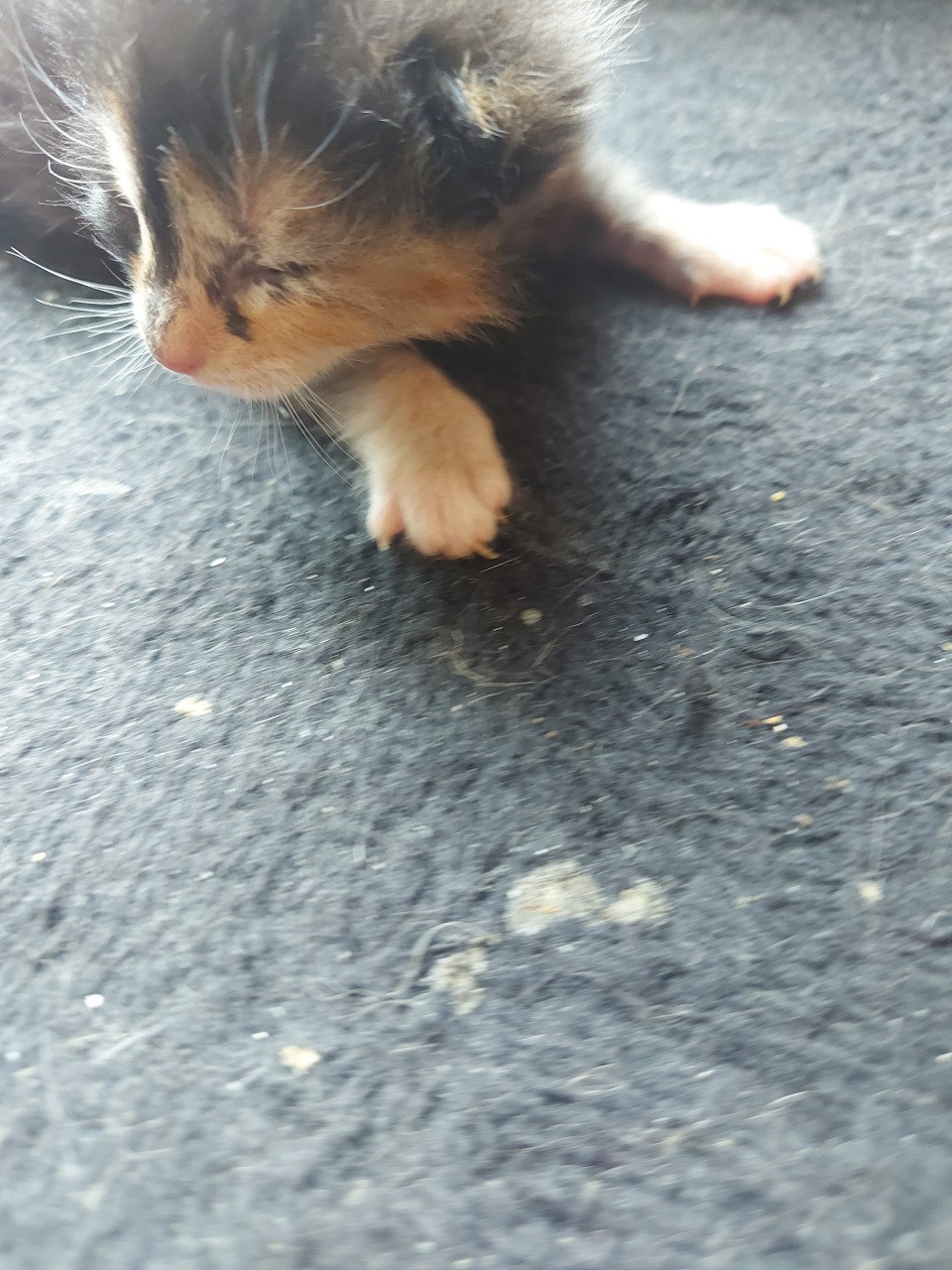 4 kittens 50 euro per kitten