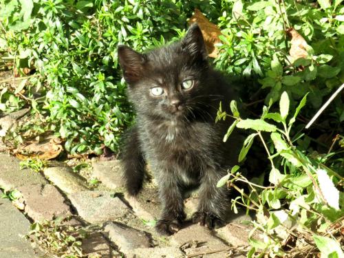 Kittens