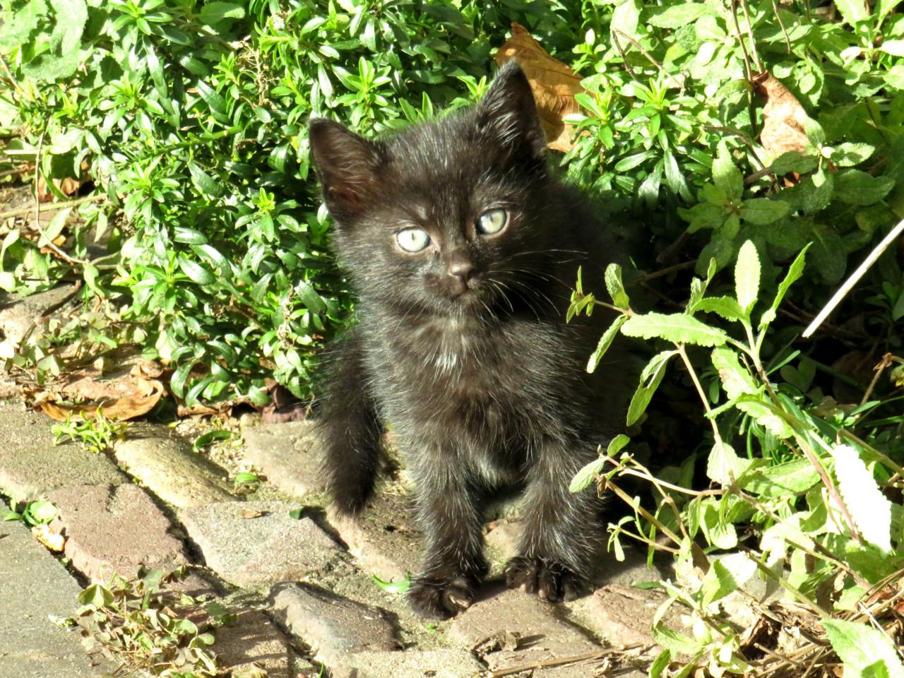 Kittens