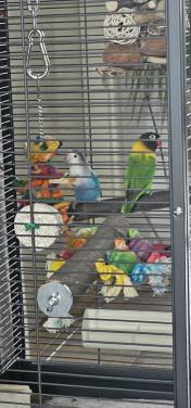 Koppeltje Agaponis fishiries met kooi