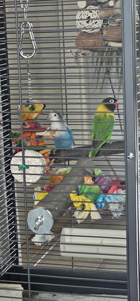 Koppeltje Agaponis fishiries met kooi