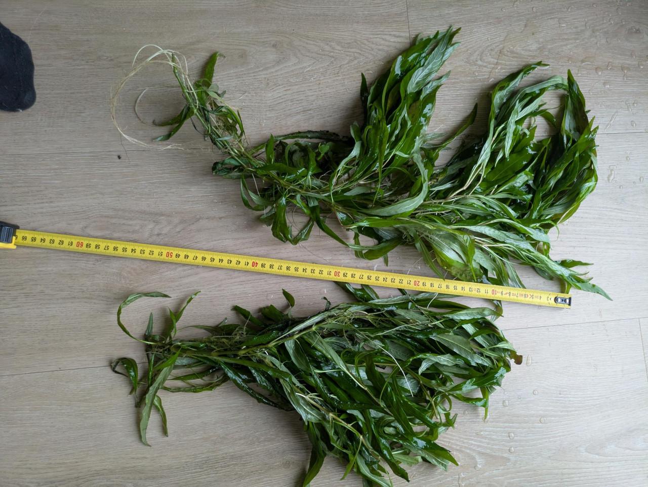 Hygrophila Corymbosa 'Angustifolia'