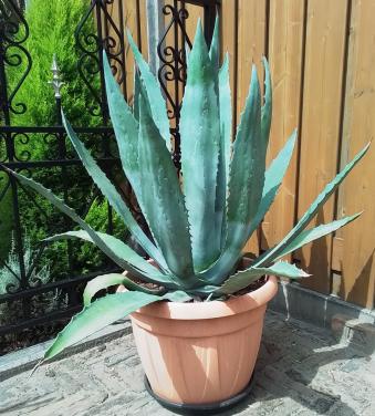 Grote agave Americana.