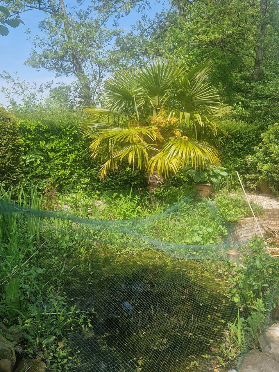 3 palmbomen